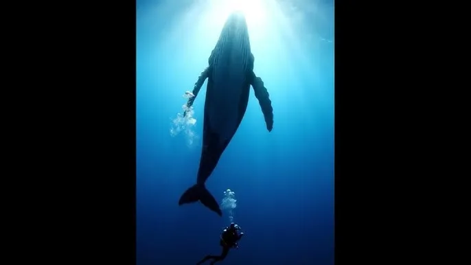 纯情罗曼史第二季下载 - 深蓝星球：探索海洋深处的未知世界